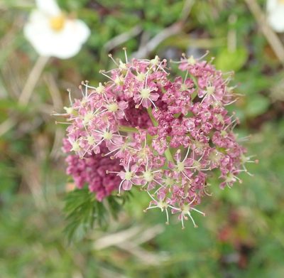 Mutellina purpurea, photographed by agujaceratops