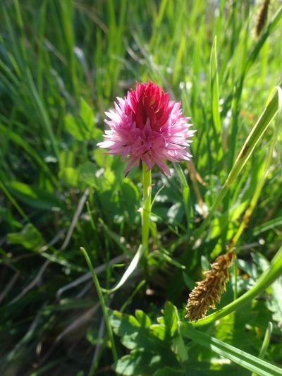 Gymnadenia corneliana, photographed by Ben Costamagna