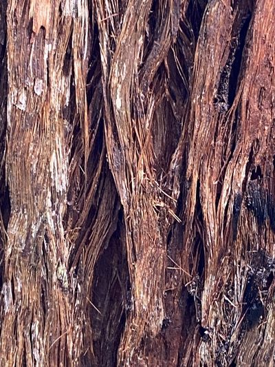 Eucalyptus carnea, photographed by Greg Tasney