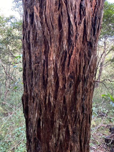 Eucalyptus carnea, photographed by Greg Tasney
