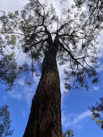 Eucalyptus carnea, photographed by Greg Tasney