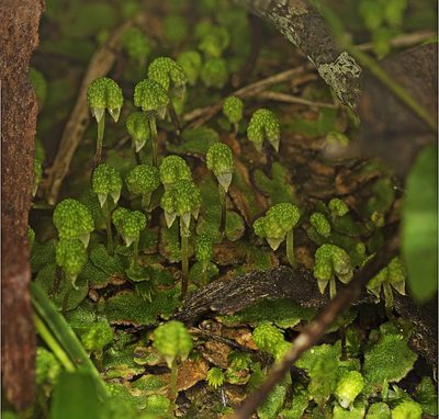 Asterella drummondii, photographed by Tony Eales