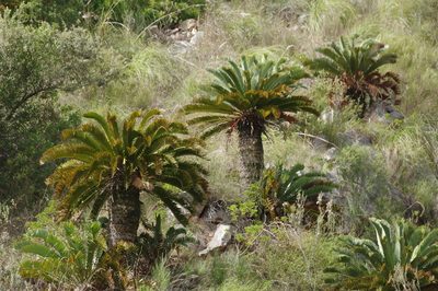 Encephalartos longifolius, photographed by Thibaud Aronson