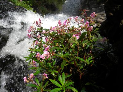 Impatiens tangachee, photographed by Ansil B.R.