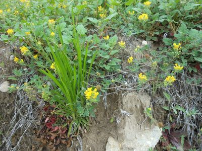Physaria gracilis, photographed by Sam Kieschnick