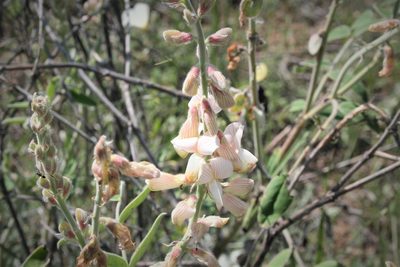 Onobrychis hypargyrea, photographed by Edmundas Greimas