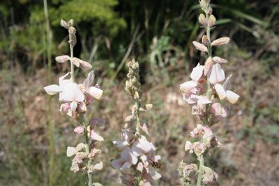 Onobrychis hypargyrea, photographed by Edmundas Greimas