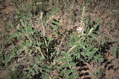 Onobrychis hypargyrea, photographed by Edmundas Greimas