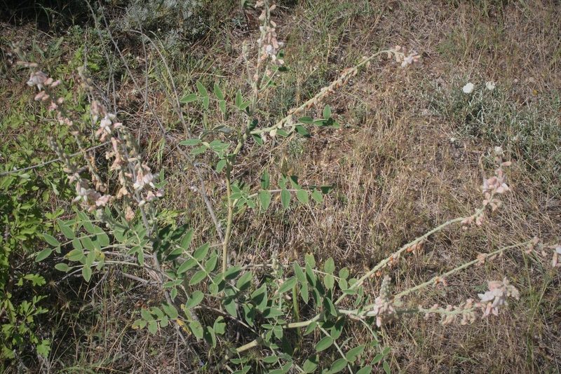 Onobrychis hypargyrea, photographed by Edmundas Greimas