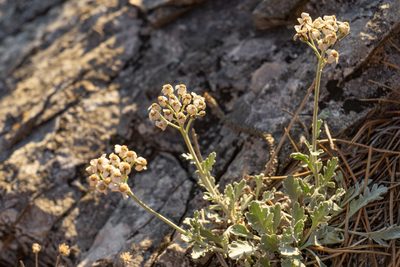 Achillea clavennae, photographed by Philipp Pavelka