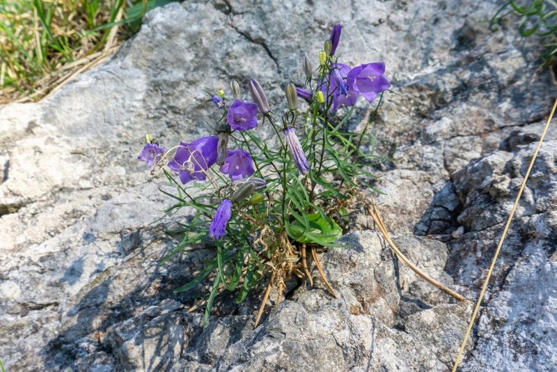 Campanula praesignis, photographed by Philipp Pavelka