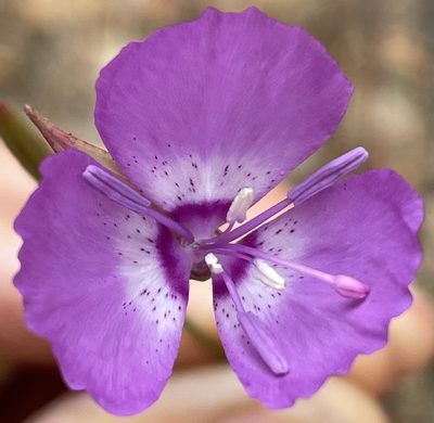 Clarkia lewisii, photographed by Irene