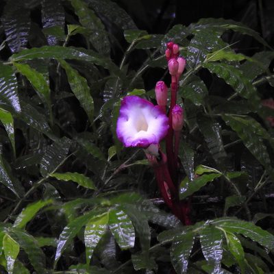Christisonia tubulosa, photographed by Paulmathi Vinod