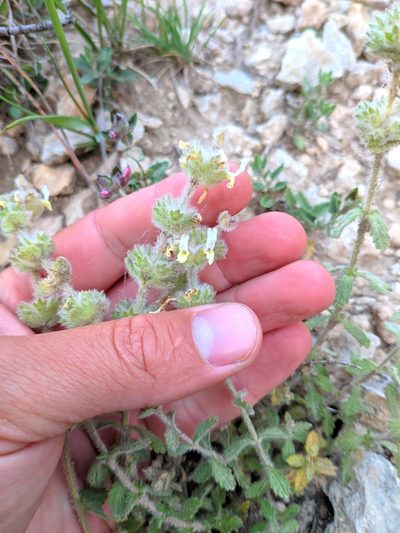 Sideritis hirsuta, photographed by Denys Vynokurov