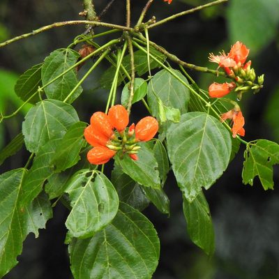 Erythrina subumbrans, photographed by Paulmathi Vinod