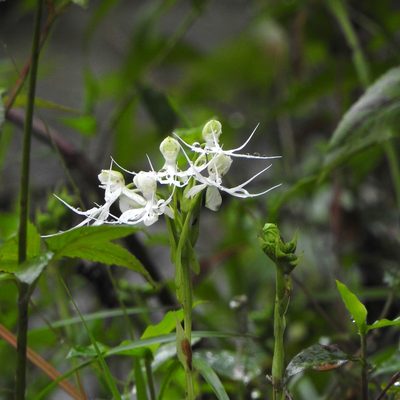 Habenaria crinifera, photographed by Paulmathi Vinod