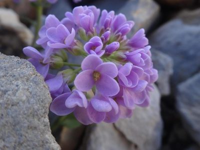 Noccaea rotundifolia, photographed by Ben Costamagna