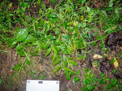 Oplismenus undulatifolius, photographed by John Ambler