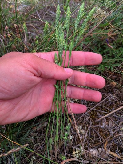 Crucianella angustifolia, photographed by Denys Vynokurov