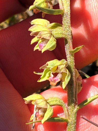 Epipactis kleinii, photographed by Denys Vynokurov