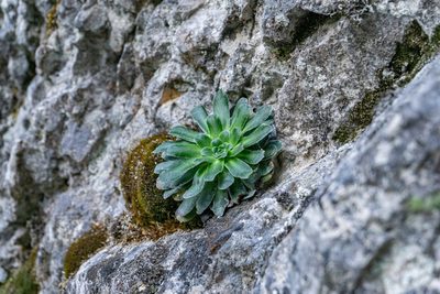 Saxifraga mutata, photographed by Philipp Pavelka