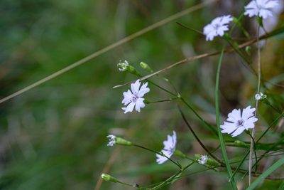 Heliosperma alpestre, photographed by Philipp Pavelka