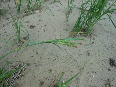 Carex emoryi, photographed by Sam Kieschnick
