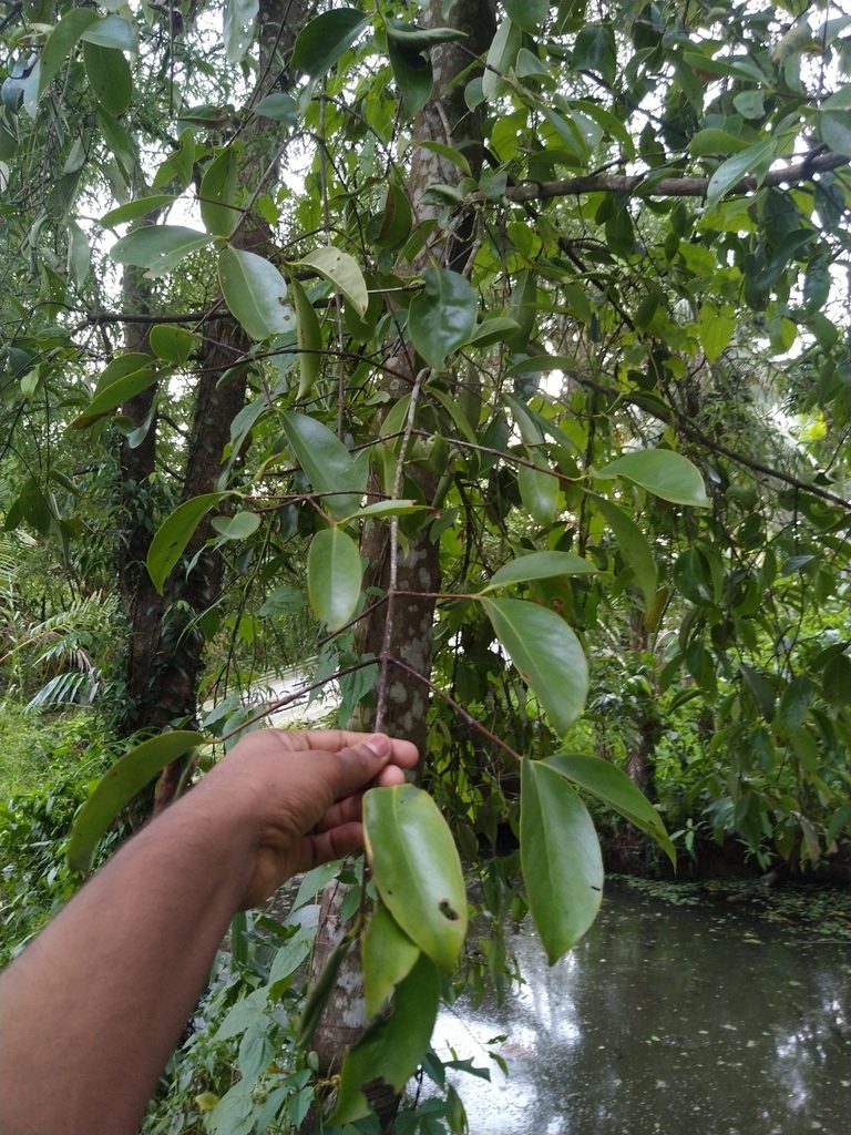 Garcinia gummi-gutta, photographed by Navaneeth Sini George