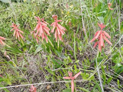 Lachenalia bulbifera, photographed by melda