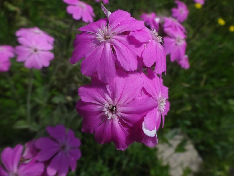 Silene flos-jovis, photographed by Ben Costamagna