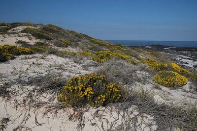 Pteronia uncinata, photographed by Tony Rebelo
