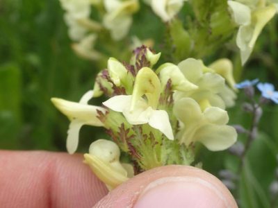 Pedicularis tuberosa, photographed by Ben Costamagna
