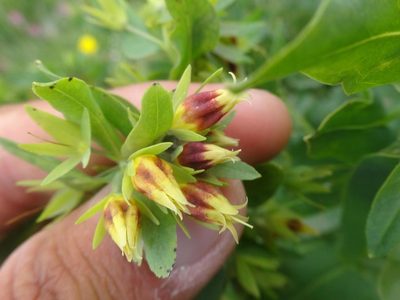 Cerinthe glabra, photographed by Ben Costamagna