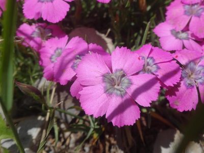 Dianthus pavonius, photographed by Ben Costamagna