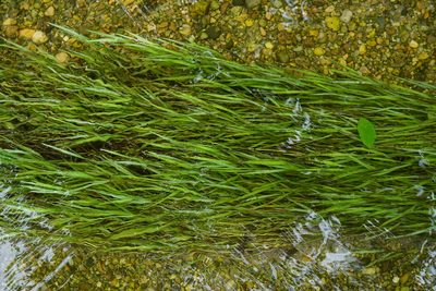 Agrostis stolonifera, photographed by Patrick Hacker