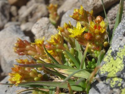 Sedum alpestre, photographed by Ben Costamagna