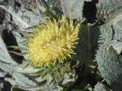 Berardia lanuginosa, photographed by Ben Costamagna