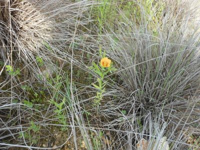Linum berlandieri, photographed by Sam Kieschnick