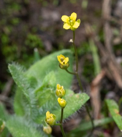 Draba albertina, photographed by Don Loarie