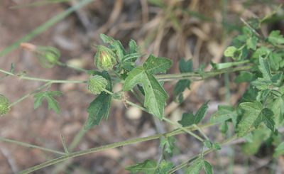 Pavonia transvaalensis, photographed by M Kriek