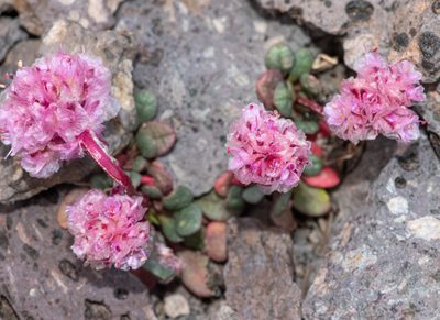 Cistanthe umbellata, photographed by Don Loarie