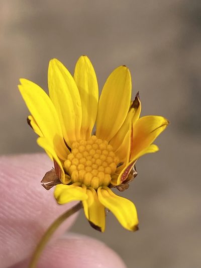 Ursinia heterodonta, photographed by Dave U