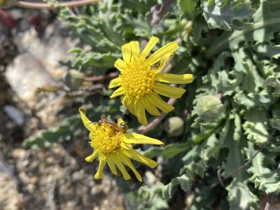 Othonna auriculifolia, photographed by Dave U
