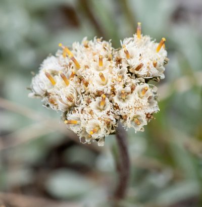 Antennaria pulchella, photographed by Don Loarie