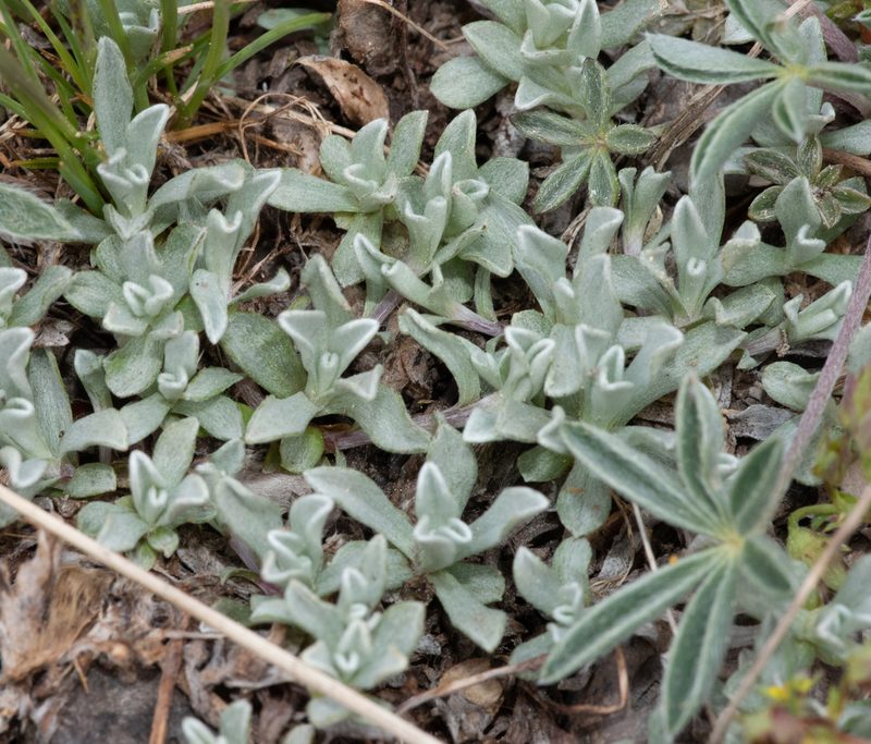Antennaria pulchella, photographed by Don Loarie