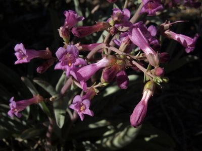 Penstemon patens, photographed by Jim Morefield