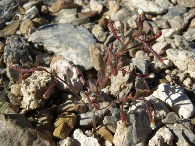 Chylismiella pterosperma, photographed by Jim Morefield