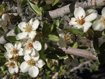 Peraphyllum ramosissimum, photographed by Jim Morefield