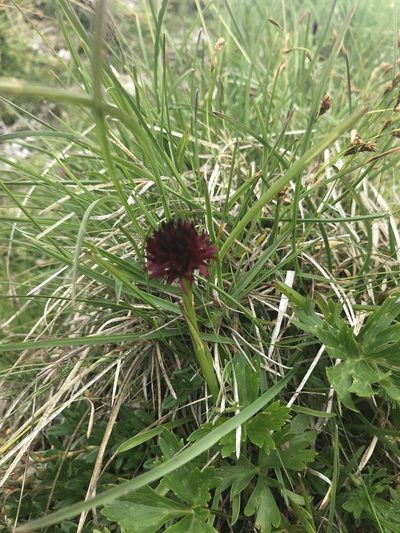 Gymnadenia austriaca, photographed by Lukas Zangl