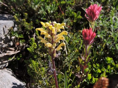 Pedicularis rainierensis, photographed by Jacy Chen